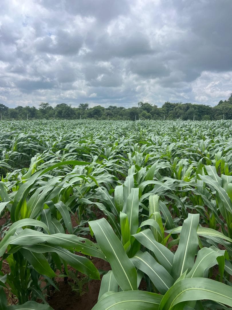 Lush green African maize field stand